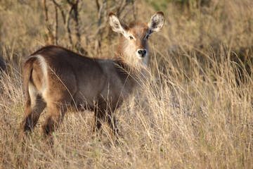 Wasserbock / Waterbuck / Kobus ellipsiprymnus..