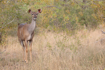 Großer Kudu / Greater kudu / Tragelaphus strepsiceros