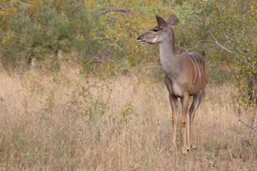 Großer Kudu / Greater kudu / Tragelaphus strepsiceros