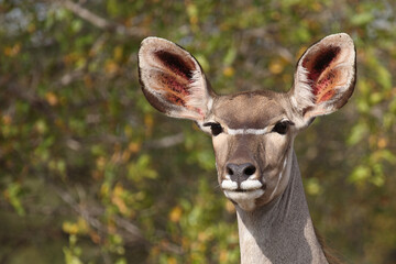 Großer Kudu / Greater kudu / Tragelaphus strepsiceros