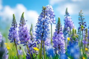 Obraz premium A field of blue flowers with yellow flowers in the background