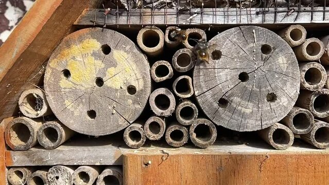 horned mason bee, Osmia cornuta