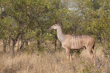 Großer Kudu / Greater kudu / Tragelaphus strepsiceros