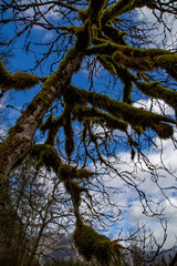 Alpine forest in spring.