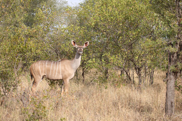 Großer Kudu / Greater kudu / Tragelaphus strepsiceros