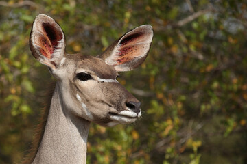 Großer Kudu / Greater kudu / Tragelaphus strepsiceros