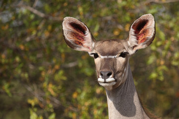 Großer Kudu / Greater kudu / Tragelaphus strepsiceros