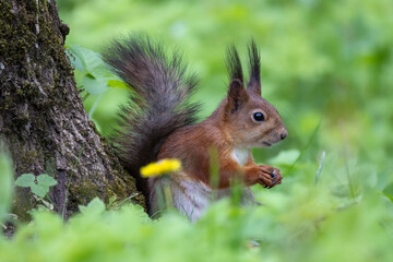 Close up of a European Red squirrel on a green background.