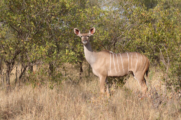 Großer Kudu / Greater kudu / Tragelaphus strepsiceros