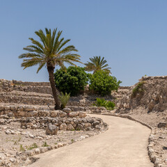 Walkway with palm trees at Tel Megiddo in Israel in the springtime.
