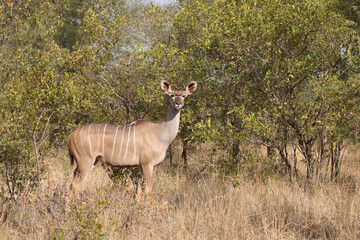 Großer Kudu / Greater kudu / Tragelaphus strepsiceros