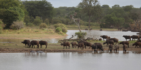 Kaffernbüffel / African buffalo / Syncerus caffer