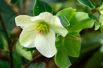 Close-up of a white flower - frost on the background of green foliage