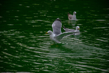 A seagull swimming in the lake. Seagulls playing in the sea, taking off, floating.