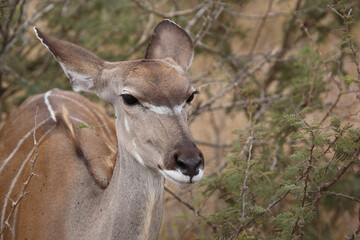 Großer Kudu / Greater kudu / Tragelaphus strepsiceros