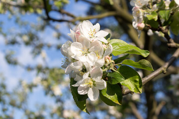 White and pink apple blossoms, blooming trees in the garden in spring