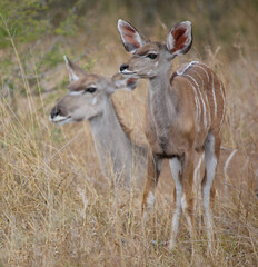Großer Kudu / Greater kudu / Tragelaphus strepsiceros.