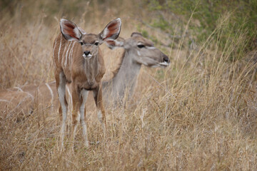 Großer Kudu / Greater kudu / Tragelaphus strepsiceros.