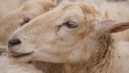 the white sheep is laying down in the hay alone alone