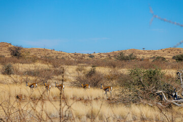 an antelope in the middle of a plain of dry grass: Namibia