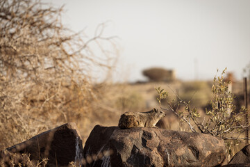 a rhino resting on a rock in a dry grass area: Namibia