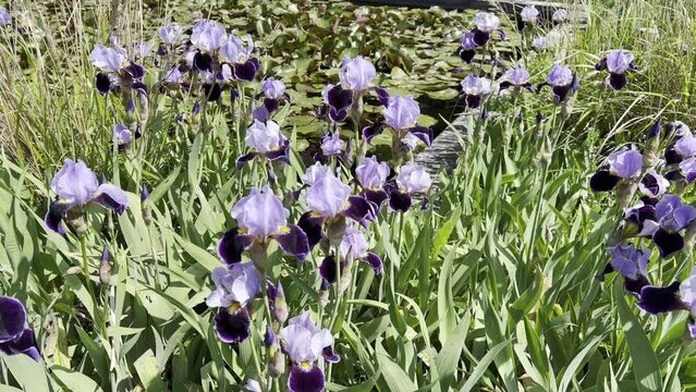 Irises, Iris Barbata-Elatior,