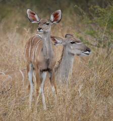 Großer Kudu / Greater kudu / Tragelaphus strepsiceros.