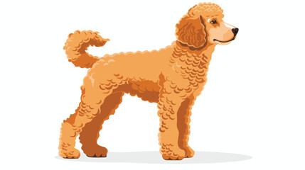 Standard Poodle. Cute dog of hunting breed or gundog