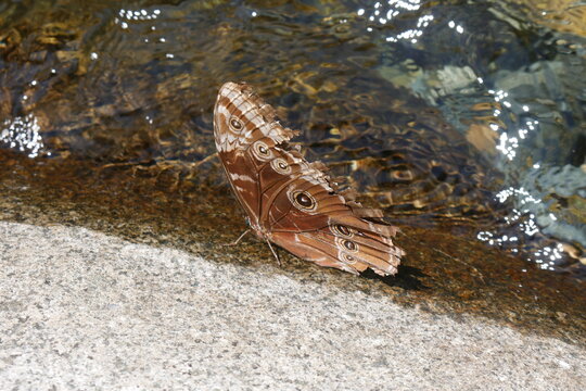 Blauer Morphofalter am Wasser