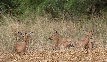 Schwarzfersenantilope / Impala / Aepyceros melampus.