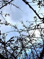 Beautiful berries and leaves close-up in the sun. Autumn nature concept with blurred colorful bokeh.