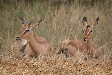 Schwarzfersenantilope / Impala / Aepyceros melampus.