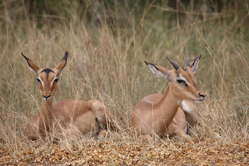 Schwarzfersenantilope / Impala / Aepyceros melampus.