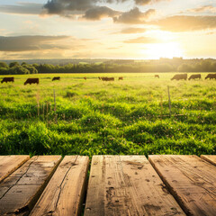 A field with cows grazing in the background and a wooden fence. The sun is setting, creating a warm and peaceful atmosphere