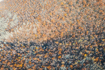 Aerial photography of the autumn forest in Aershan, Daxinganling Mountains