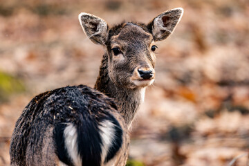 a baby deer standing in the middle of leaves and foliage