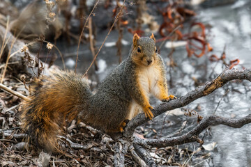 a squirrel that is sitting on some branches in the grass