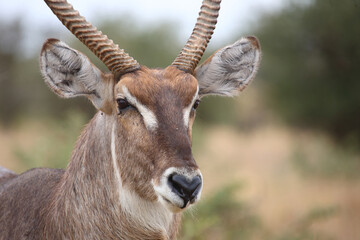 Wasserbock / Waterbuck / Kobus ellipsiprymnus