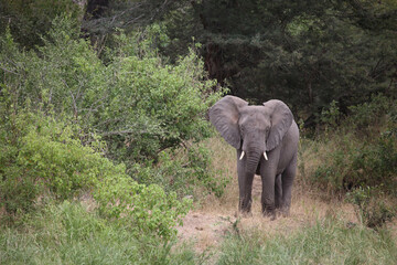 Obraz premium Afrikanischer Elefant / African elephant / Loxodonta africana