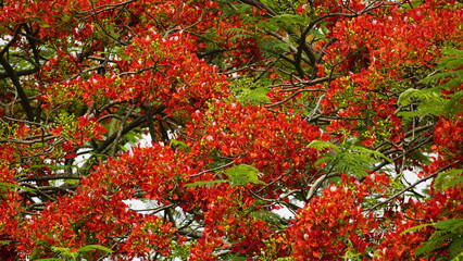 Close-up of red Delonix regia flowers blooming