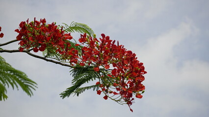 Close-up of red Delonix regia flowers blooming