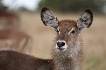 Wasserbock / Waterbuck / Kobus ellipsiprymnus..