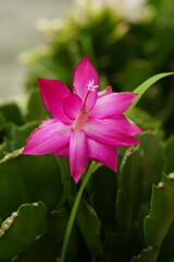 Close-up of Schlumbergera truncata flower