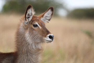 Wasserbock / Waterbuck / Kobus ellipsiprymnus..
