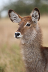 Wasserbock / Waterbuck / Kobus ellipsiprymnus..