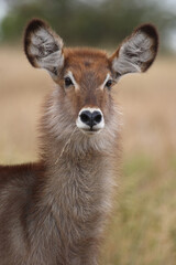 Wasserbock / Waterbuck / Kobus ellipsiprymnus..