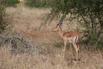 Schwarzfersenantilope / Impala / Aepyceros melampus