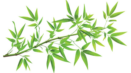 Bamboo branch green leaves. Decorative exotic leaf 
