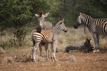 Steppenzebra / Burchell's zebra / Equus quagga burchellii.