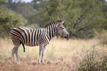 Steppenzebra / Burchell's zebra / Equus quagga burchellii